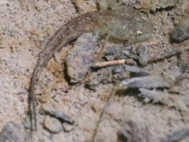 里山 H 山際の水溜まり_トウキョウサンショウウオの幼生 _2022年5月24 9時35分_気温24度